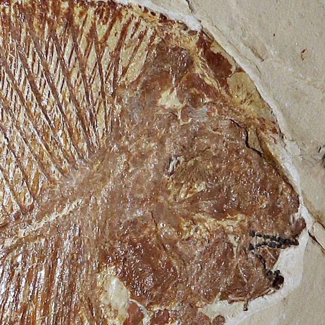 Hovedbilde Pycnodont fisk, Palaeobalistum goedeli