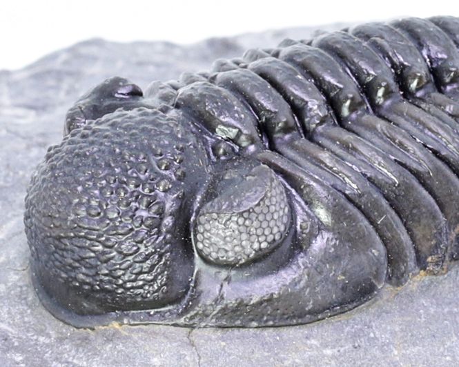 Hovedbilde  Trilobitt (Adrisiops weugi)