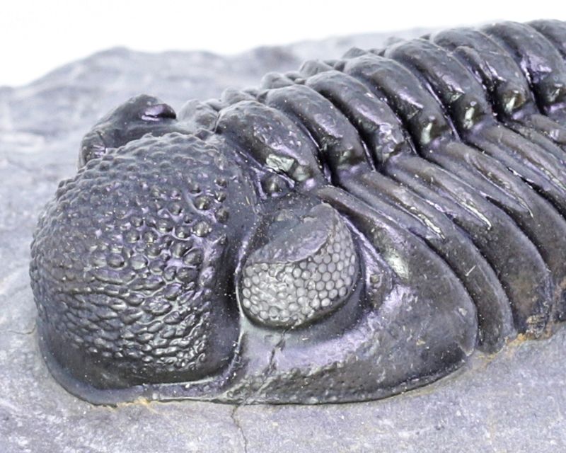  Trilobitt (Adrisiops weugi)