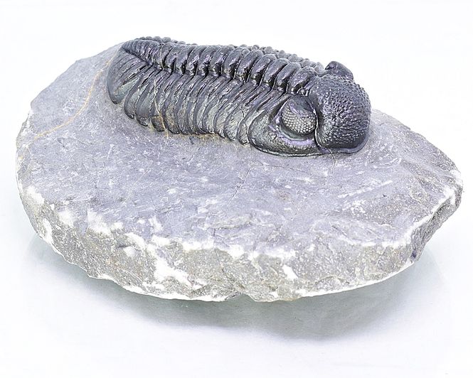 Hovedbilde  Trilobitt (Adrisiops weugi)