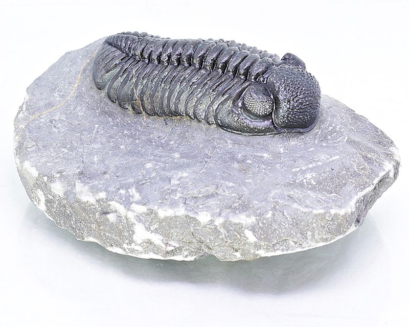  Trilobitt (Adrisiops weugi)