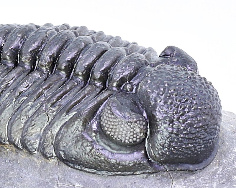  Trilobitt (Adrisiops weugi)