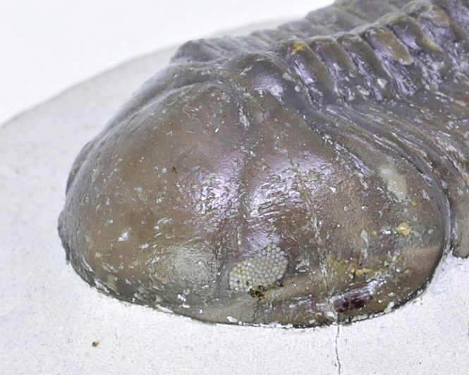 Hovedbilde  Trilobitt (Struveaspis struve)