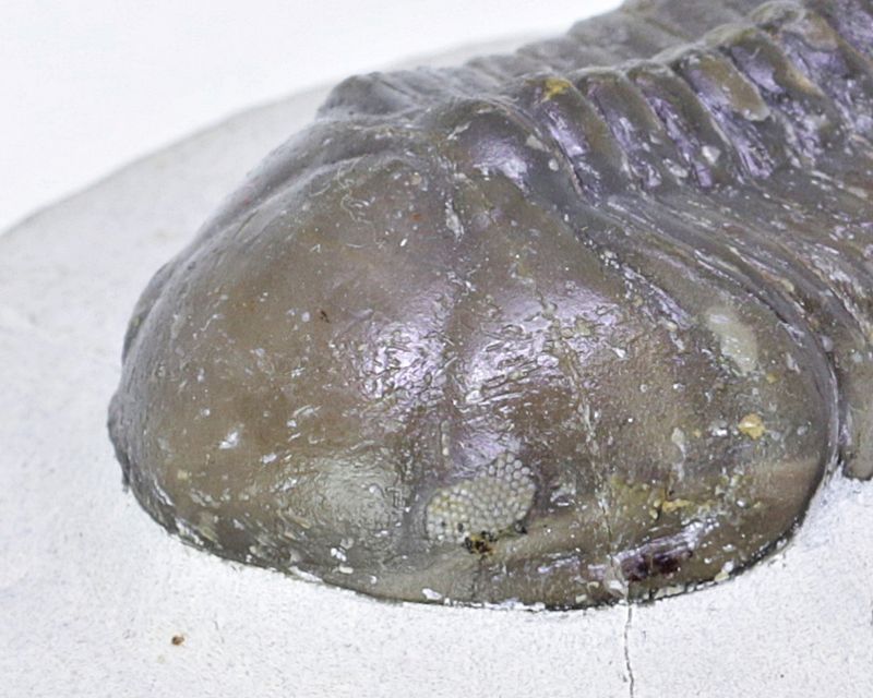  Trilobitt (Struveaspis struve)