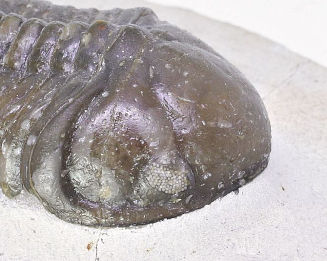 Hovedbilde  Trilobitt (Struveaspis struve)
