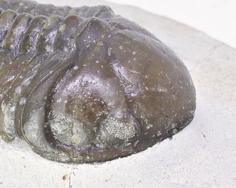  Trilobitt (Struveaspis struve)