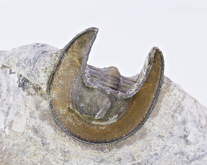 Hovedbilde Trilobitt (Lioharpes sp.)