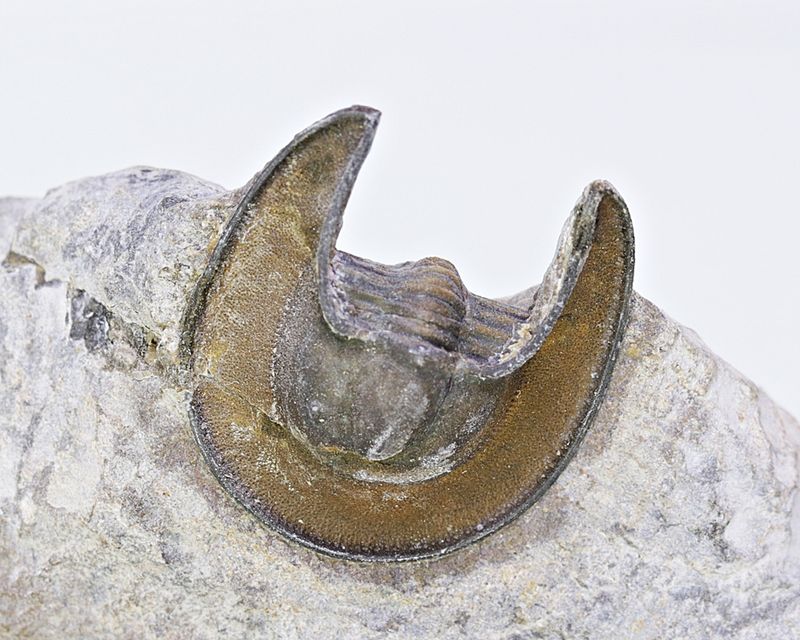 Trilobitt (Lioharpes sp.)