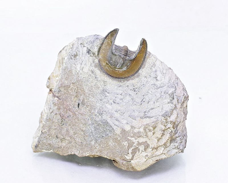 Trilobitt (Lioharpes sp.)