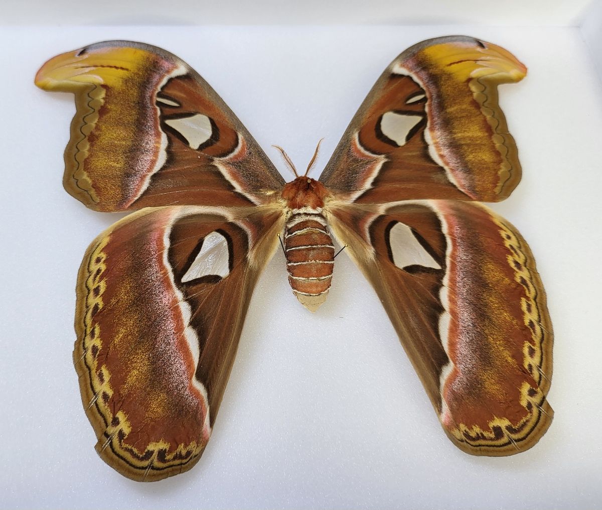 SOLGT! Atlasspinner, Attacus atlas, hunn, ramme: 30 x 23 x 5,4 cm