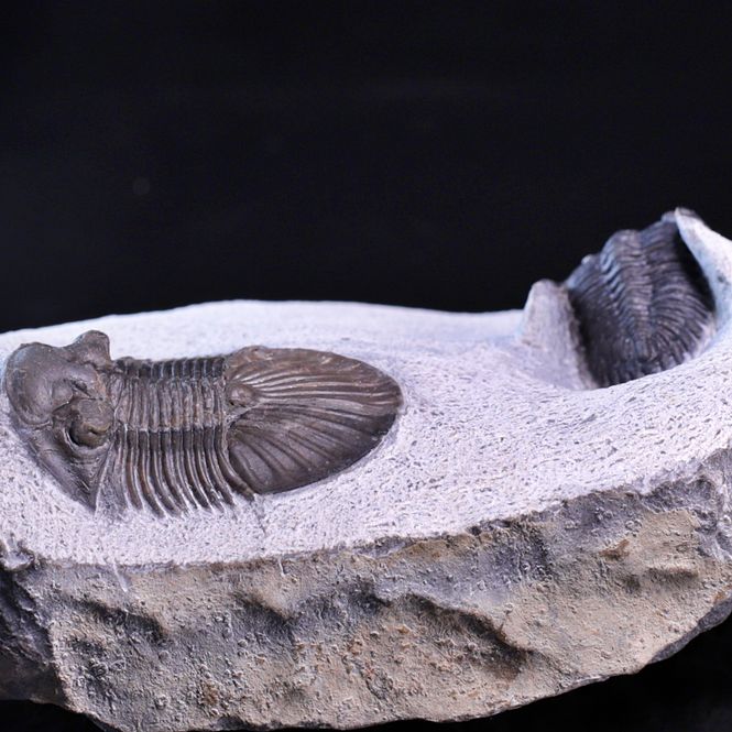 Hovedbilde  Trilobitter (Scabriscutellum og Hollardops)