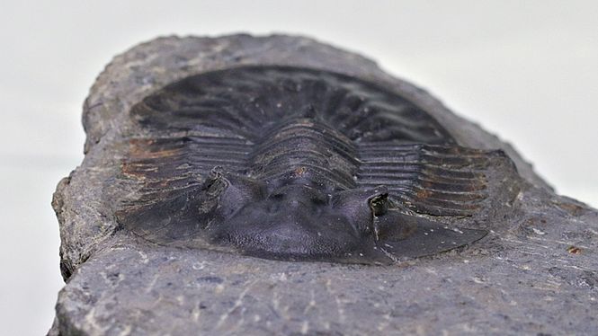 Hovedbilde  Trilobitt (Poroscutellum sp.)