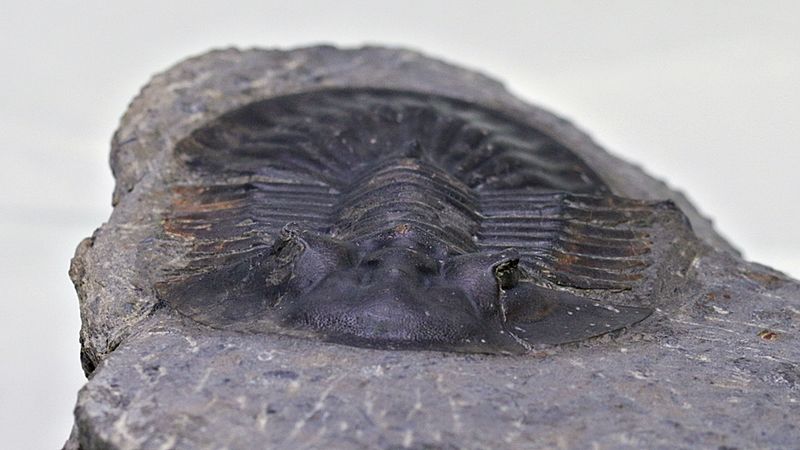  Trilobitt (Poroscutellum sp.)