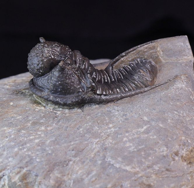 Hovedbilde Trilobitt (Cyphaspis eberhardiei)