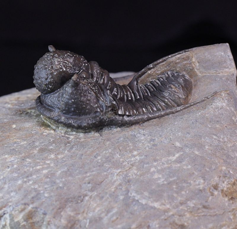 Trilobitt (Cyphaspis eberhardiei)