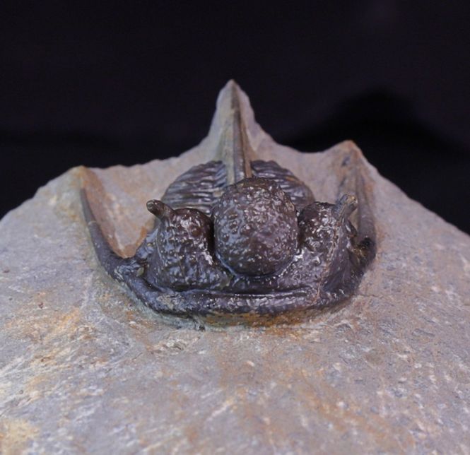 Hovedbilde Trilobitt (Cyphaspis eberhardiei)