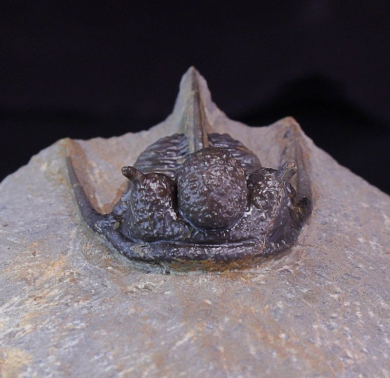 Trilobitt (Cyphaspis eberhardiei)