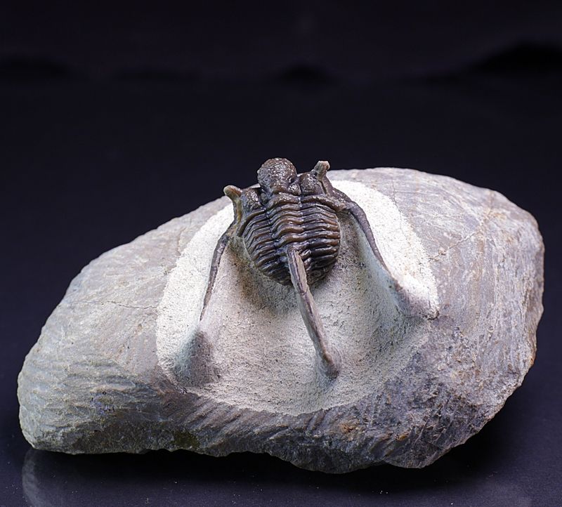 Trilobitt (Cyphaspis eberhardiei)