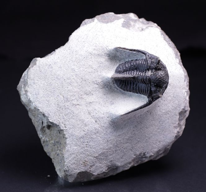 Hovedbilde Trilobitt (Cyphaspis eberhardiei)