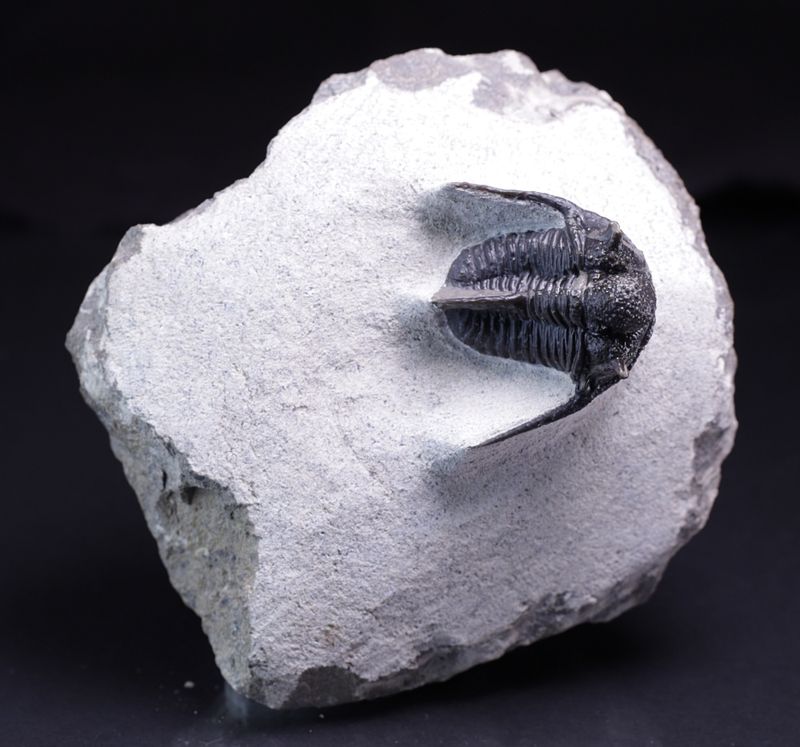 Trilobitt (Cyphaspis eberhardiei)