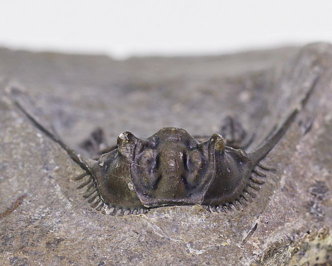 Hovedbilde Trilobitt (Leonaspis sp.)