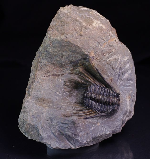 Hovedbilde Trilobitt (Leonaspis sp.)