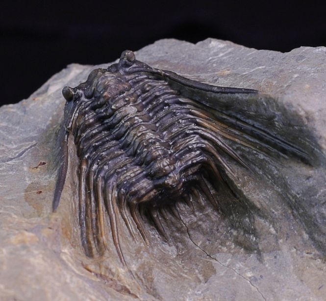 Hovedbilde Trilobitt (Leonaspis sp.)