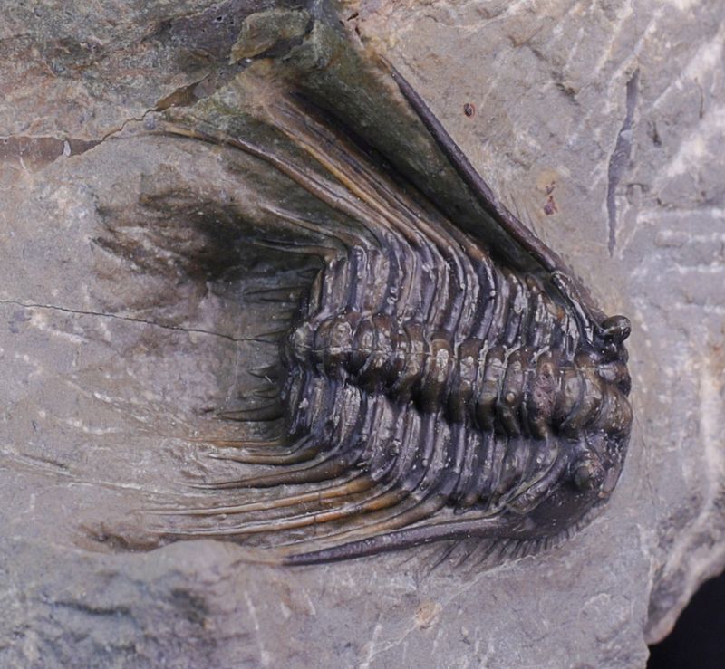 Trilobitt (Leonaspis sp.)