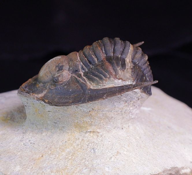 Hovedbilde Trilobitt (Lepidoproetus marachianus)