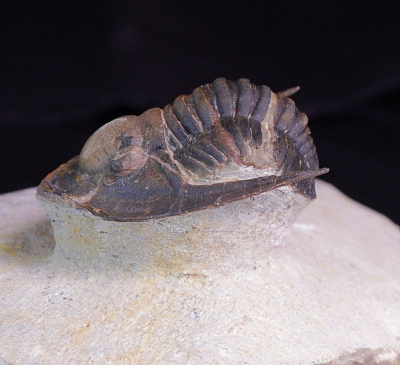 Trilobitt (Lepidoproetus marachianus)
