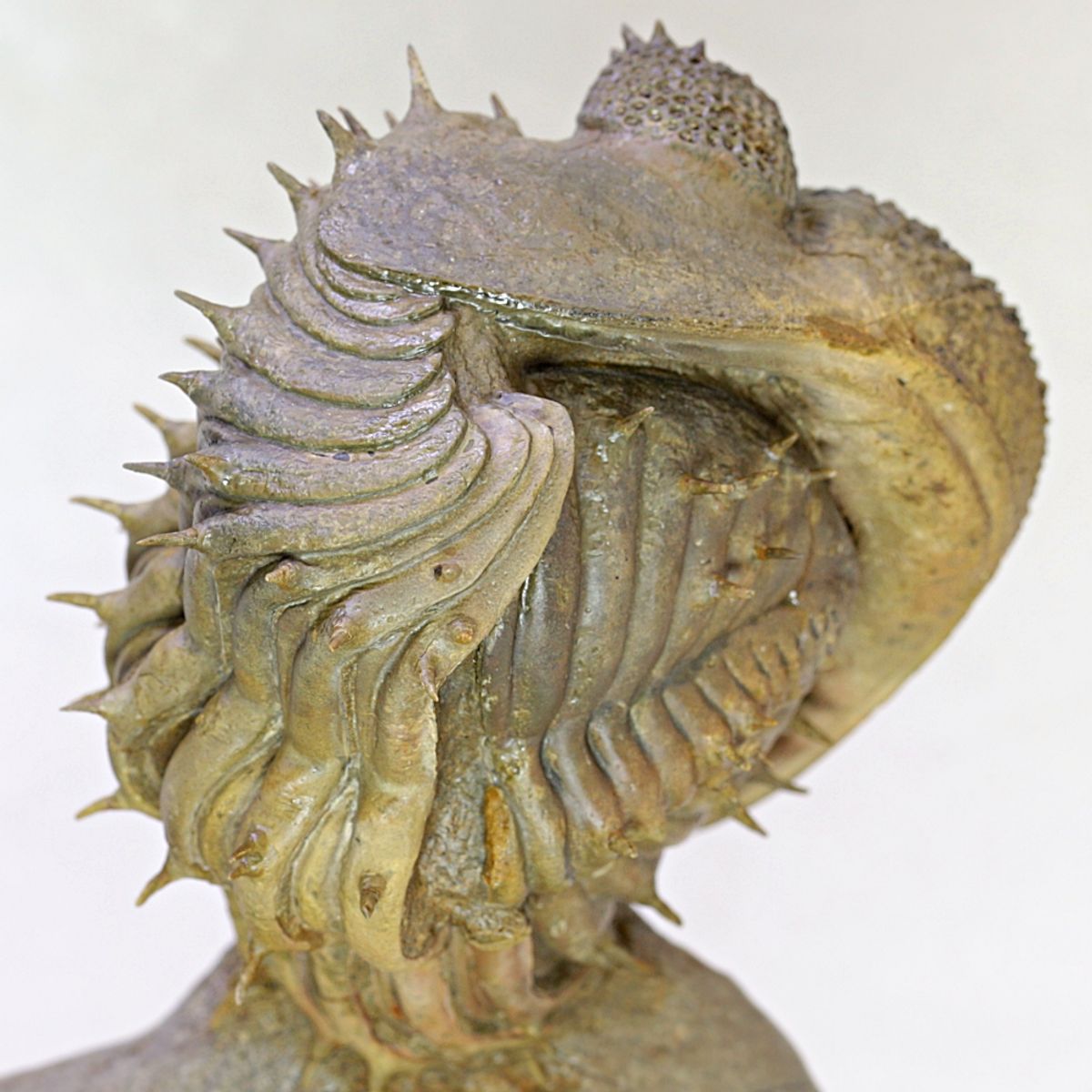 Stor trilobitt (Drotops armatus), sammenrullet