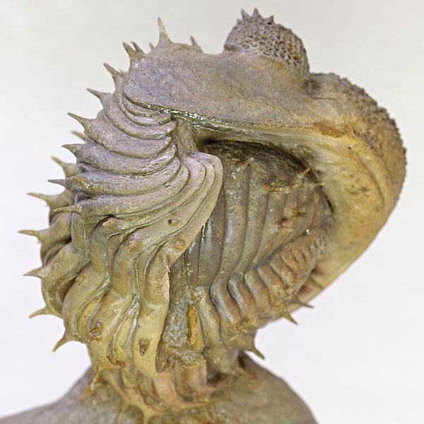 Hovedbilde Stor trilobitt (Drotops armatus), sammenrullet