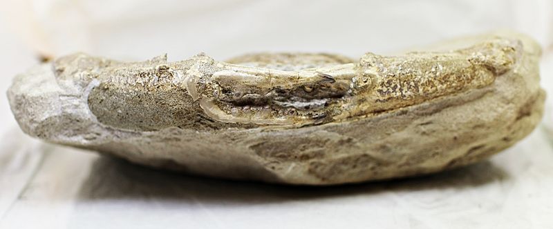 Fossil krabbe (Charybdis sp.)