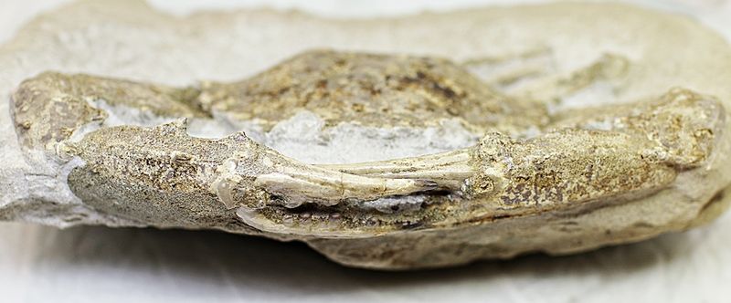 Fossil krabbe (Charybdis sp.)