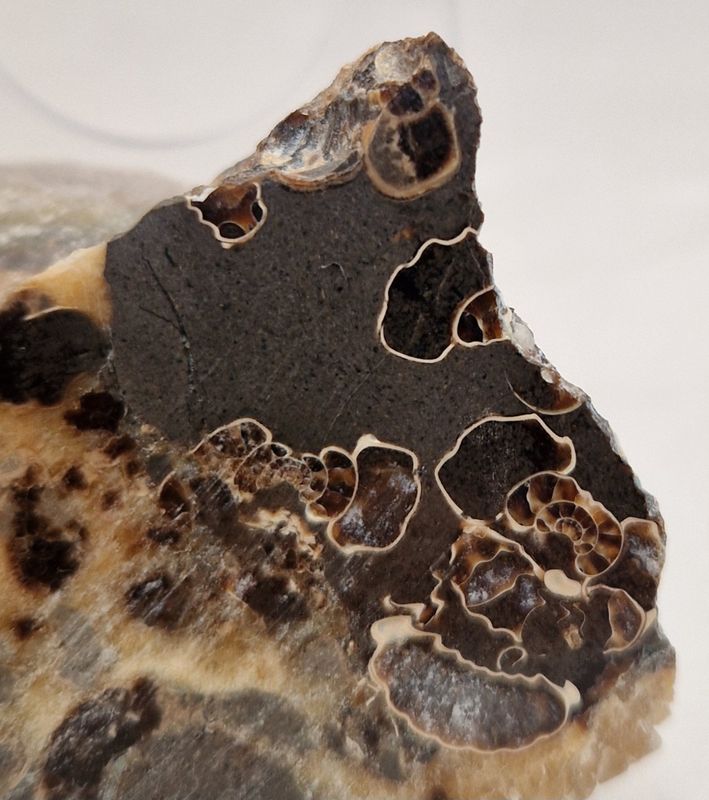 Polert ammonittskive (Promicroceras sp.)