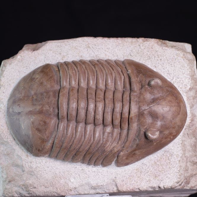 Hovedbilde Trilobitt (Asaphus latus)