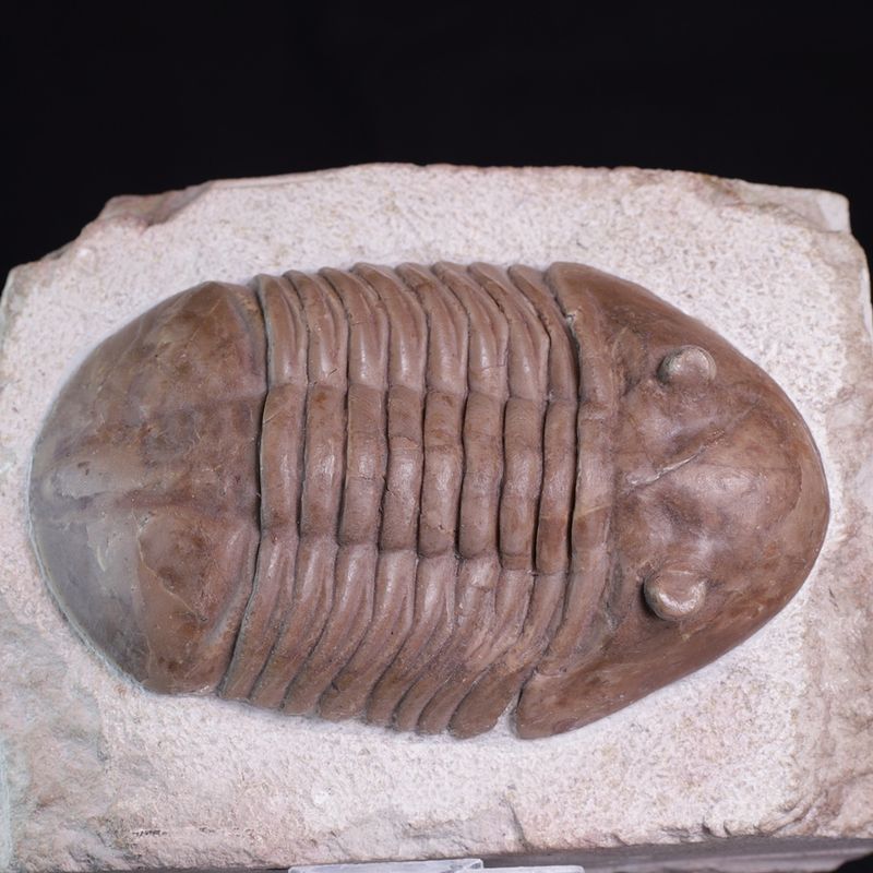 Trilobitt (Asaphus latus)