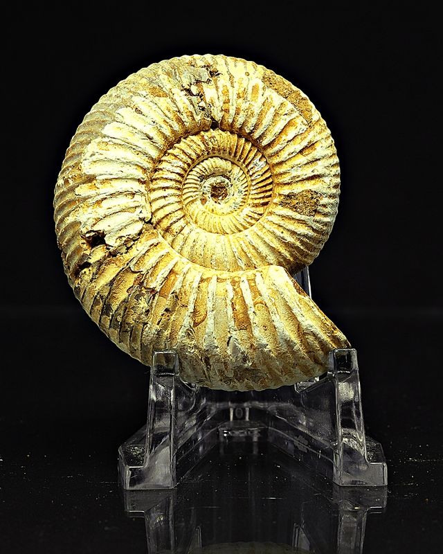 Ammonitt, Perisphinctes, (4,5-5 cm) i gaveeske