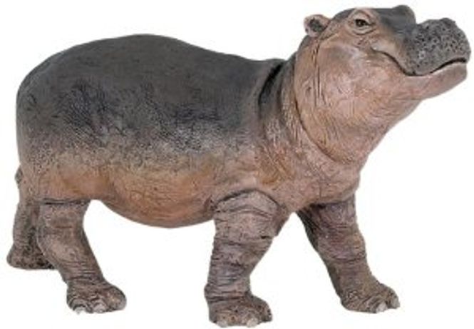 Hovedbilde Flodhestkalv (Hippopotamus amphibius)