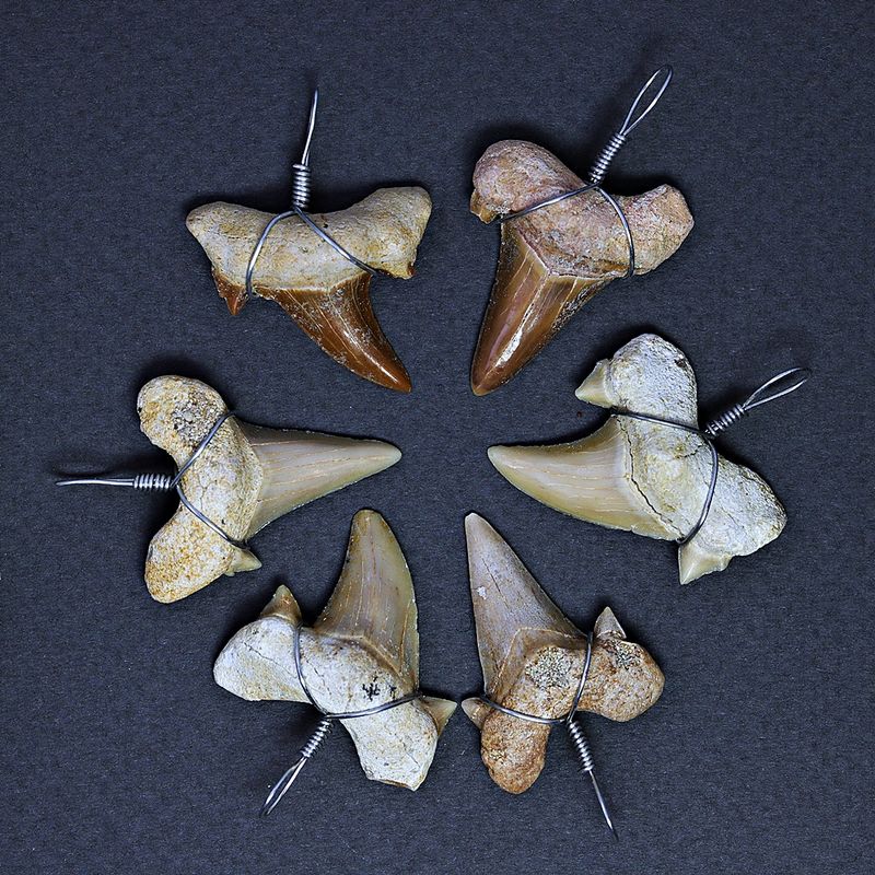 Anheng med fossil haitann i svart gaveeske, (Otodus)