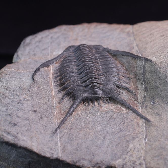 Hovedbilde Trilobitt (Chlustinia keyserlingi)