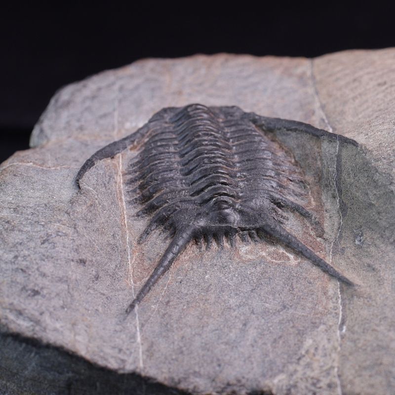 Trilobitt (Chlustinia keyserlingi)
