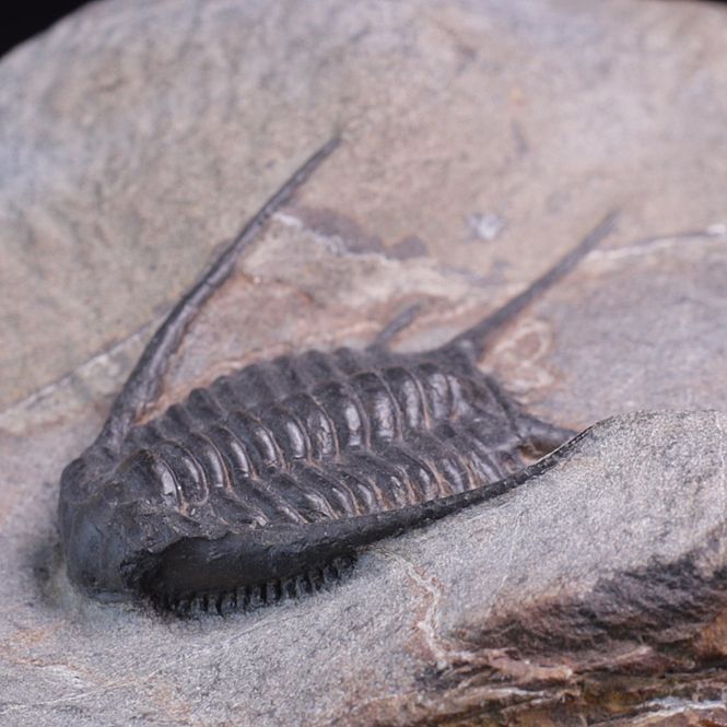 Hovedbilde Trilobitt (Chlustinia keyserlingi)