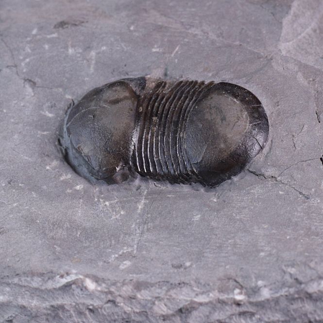 Hovedbilde Trilobitt (Bumastus ioxus)