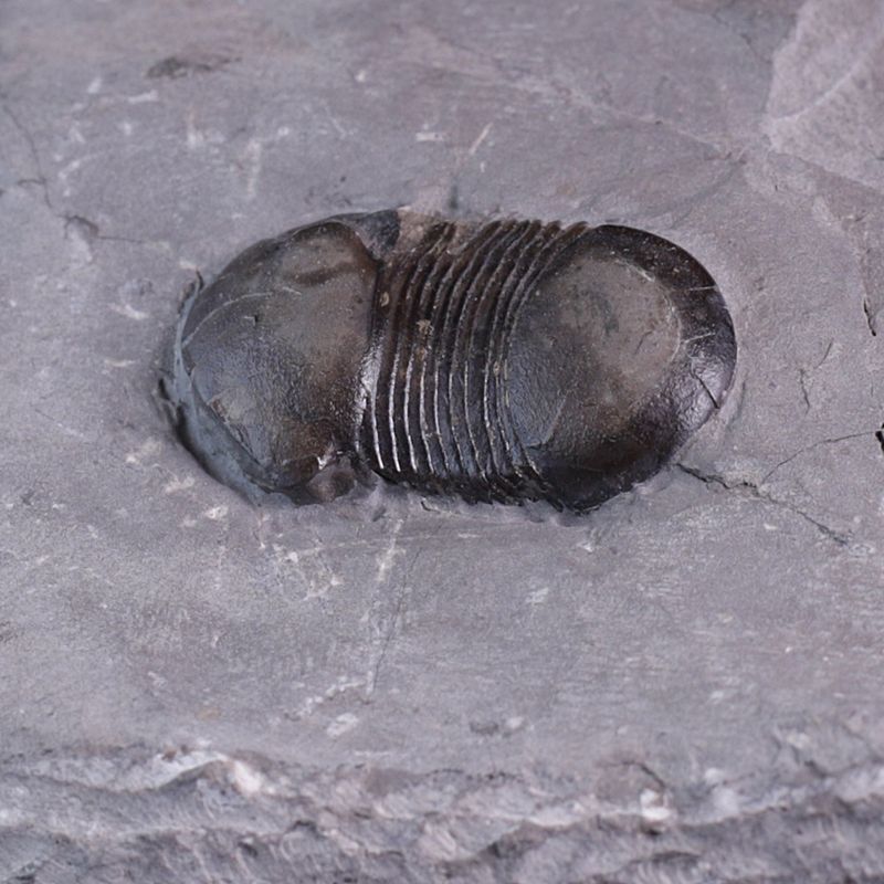 Trilobitt (Bumastus ioxus)