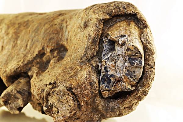 Bilde av Fossil underkjeve av flodhest