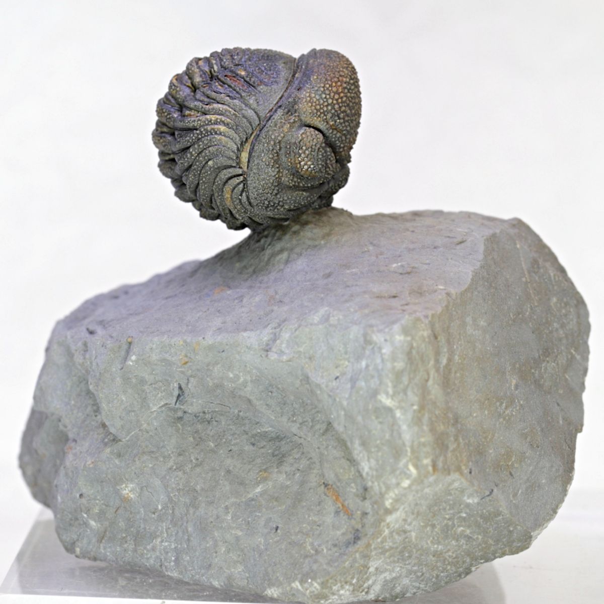 SOLGT! Trilobitt (Morocops sp.), sammenrullet