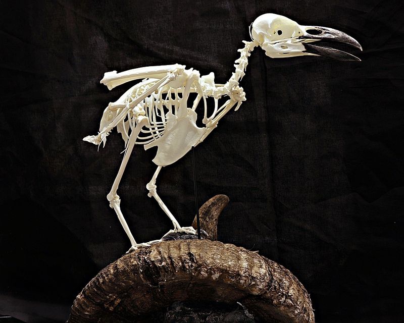 Skjelett av ravn (Corvus corax) med sauehorn