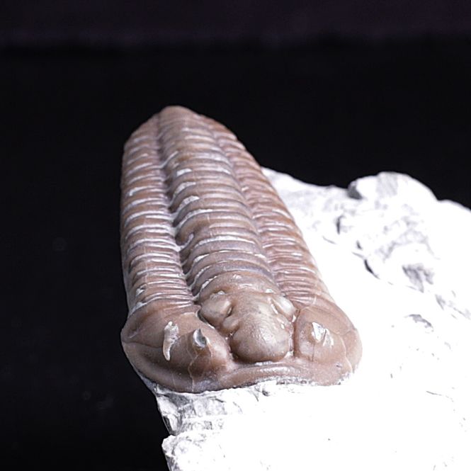 Hovedbilde Trilobitt (Flexicalymene retrosa) Ohio