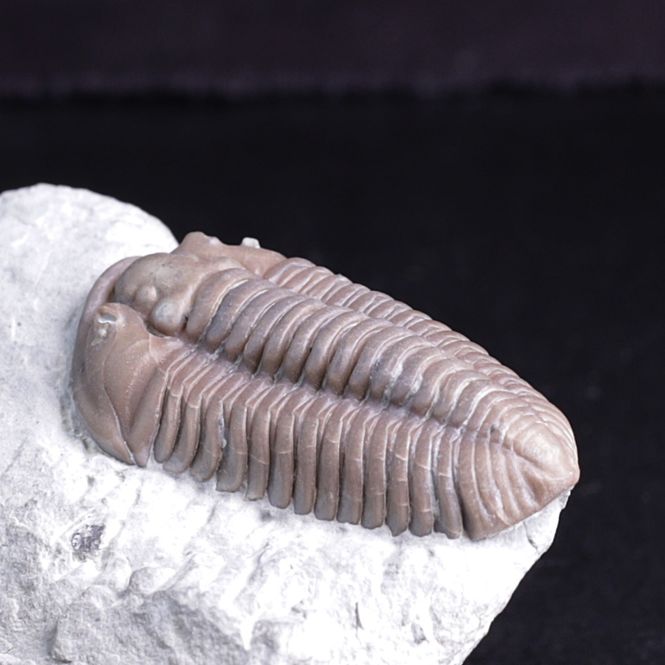 Hovedbilde Trilobitt (Flexicalymene retrosa) Ohio